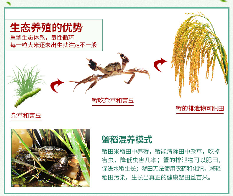 [燕乡肴] 生态大米5斤装 长粒香米无农药残留适合熬粥米饭